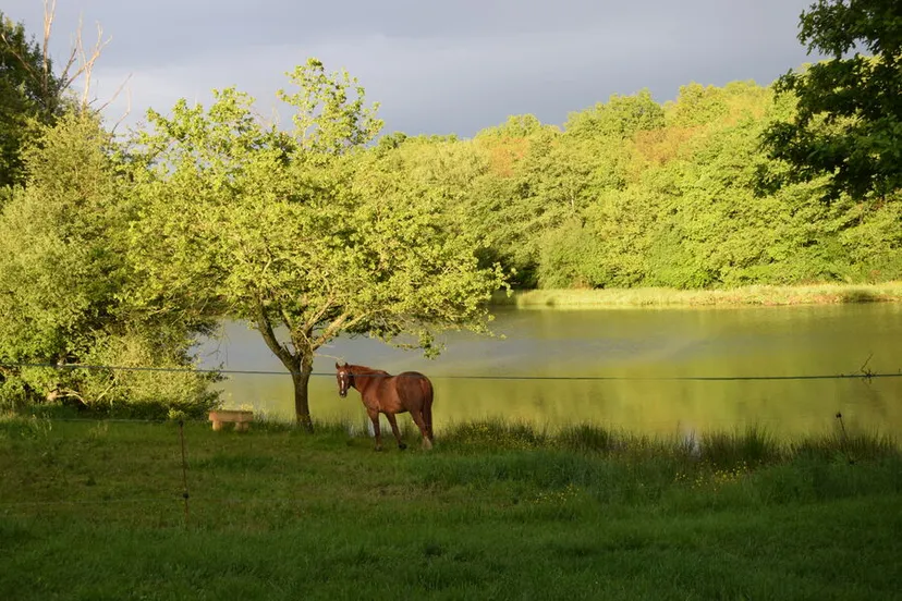 Gîte sur une propriété de 9 ha avec un étang sauvage