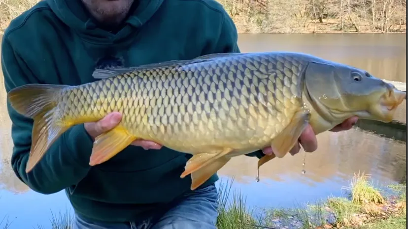Cabane au bord d’un étang de pêche en pleine forêt