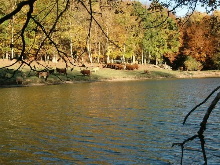 Pêche au cœur du Cantal sur étang sauvage avec chalet