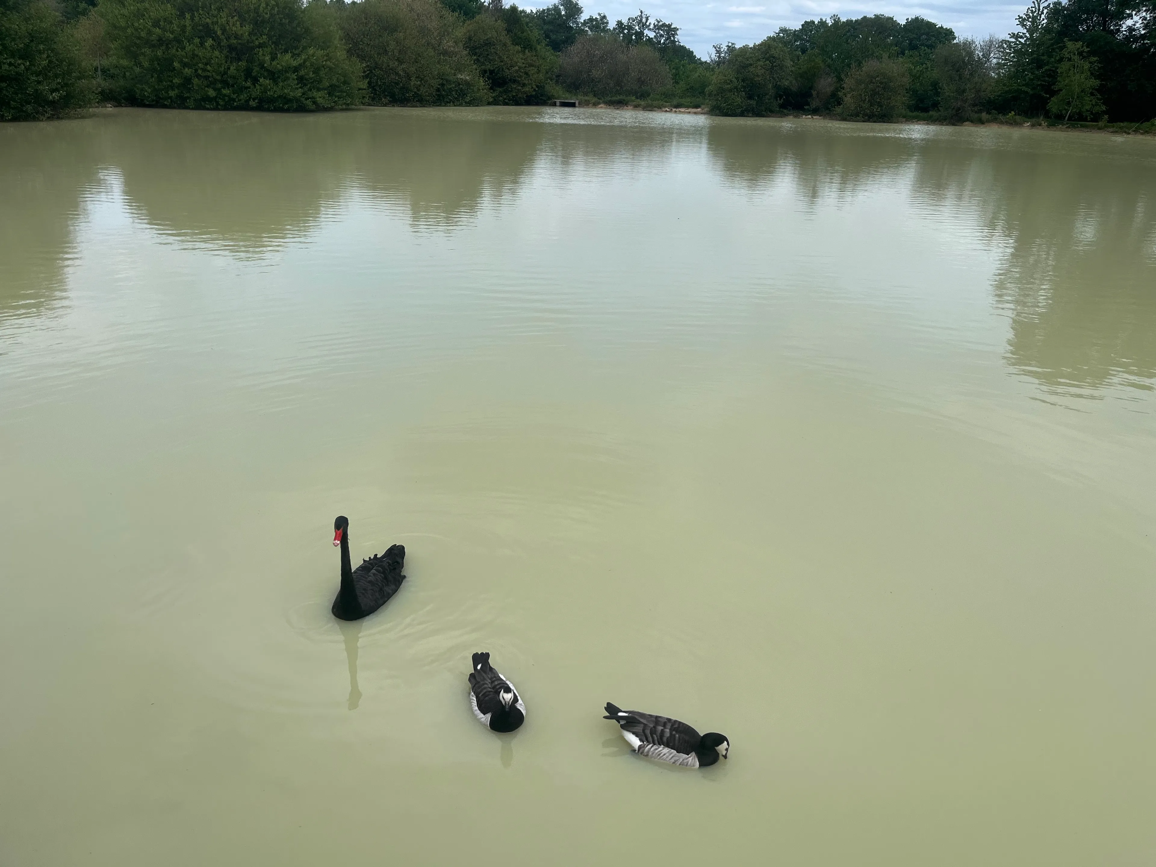 Rent a private pond with chalet and a terrace suspended on the water