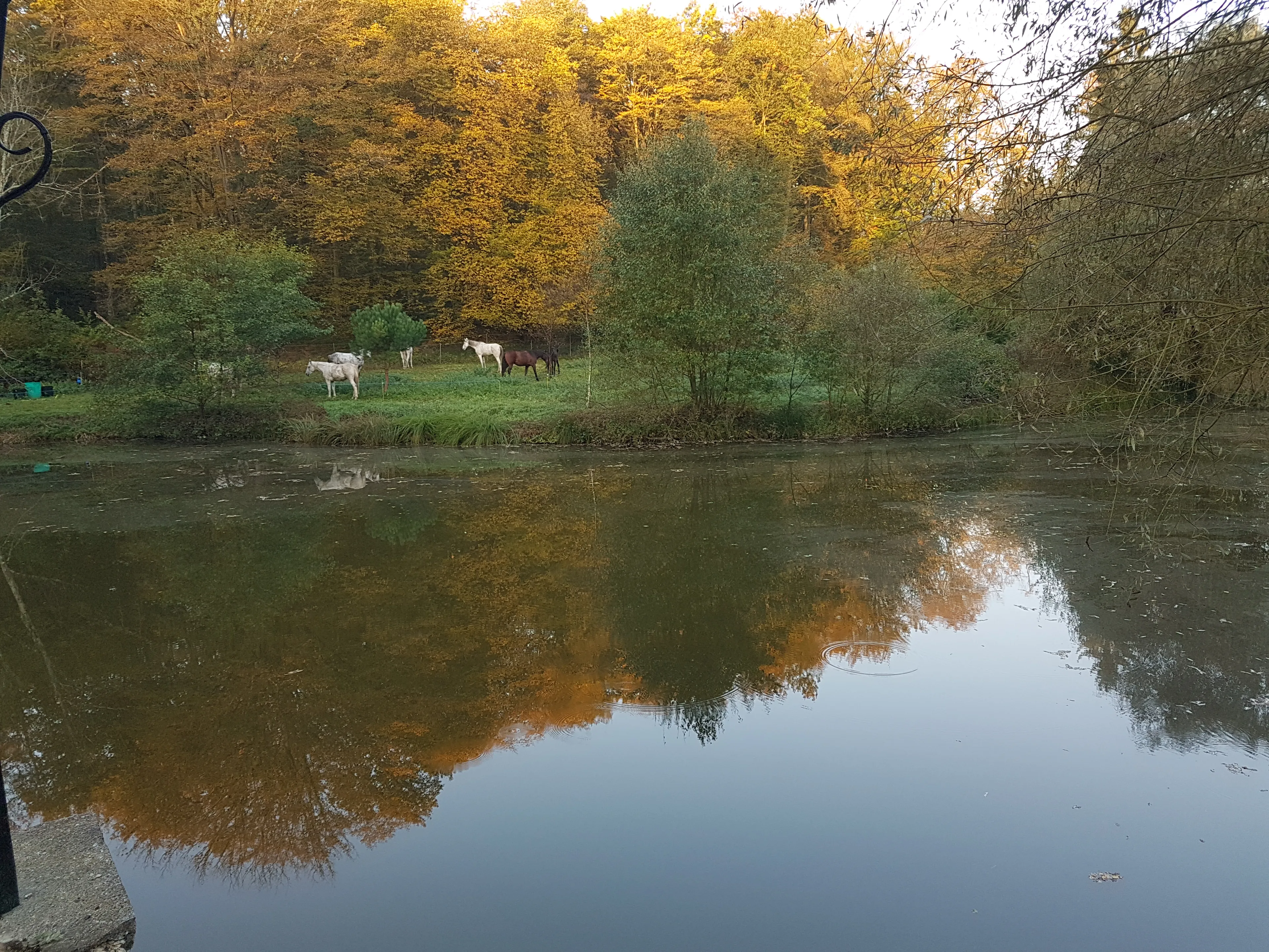 Gîte de pêche sur un étang privé au cœur de la nature