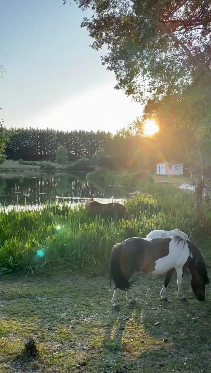 Location vacances à côté de Nantes, chalet 4 personnes au bord d'un étang privé avec des animaux