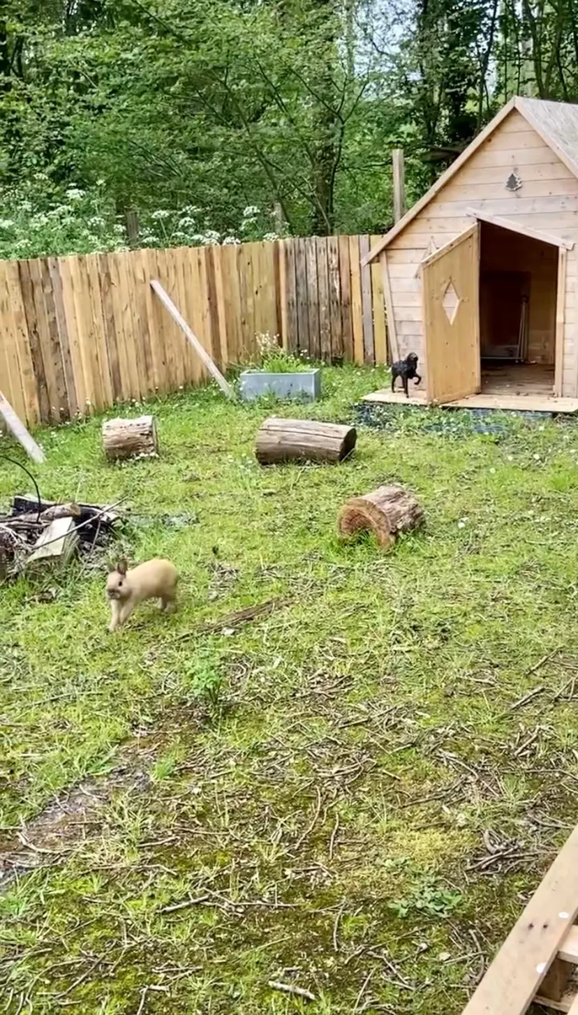 Location vacances à côté de Nantes, chalet 4 personnes au bord d'un étang privé avec des animaux