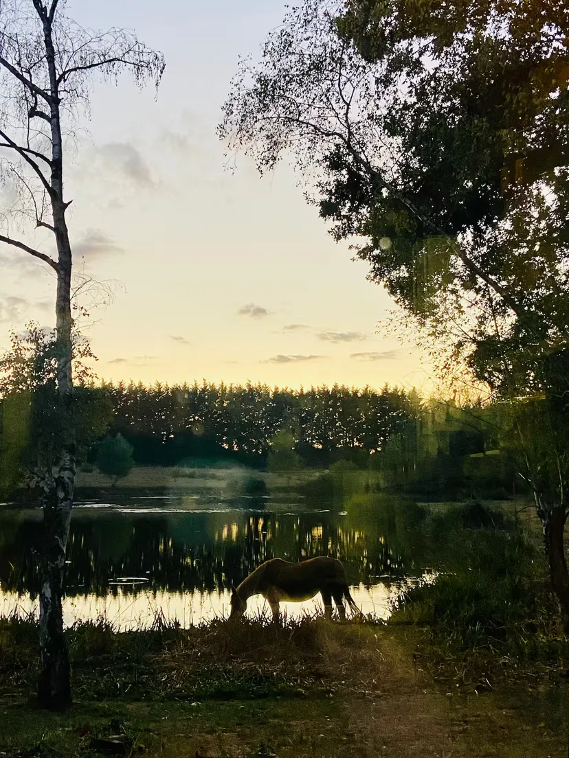 Location vacances à côté de Nantes, chalet 4 personnes au bord d'un étang privé avec des animaux