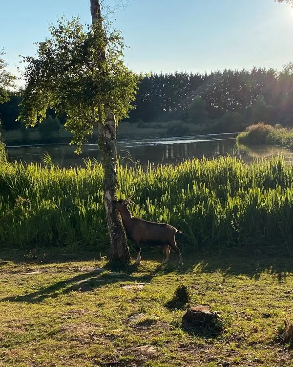 Location vacances à côté de Nantes, chalet 4 personnes au bord d'un étang privé avec des animaux