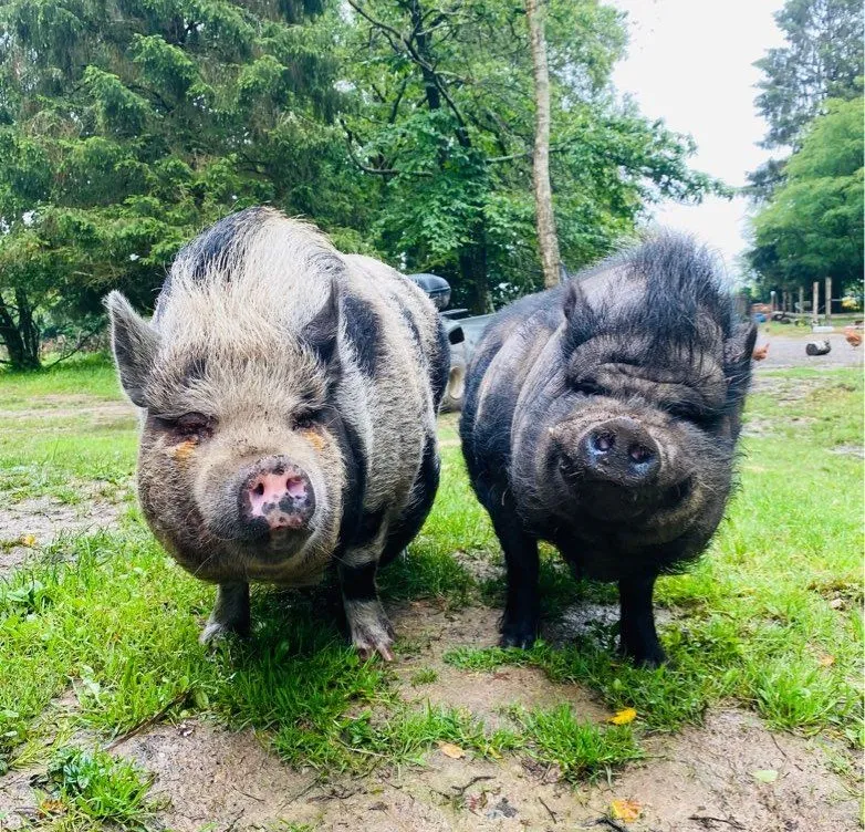 Location vacances à côté de Nantes, chalet 4 personnes au bord d'un étang privé avec des animaux
