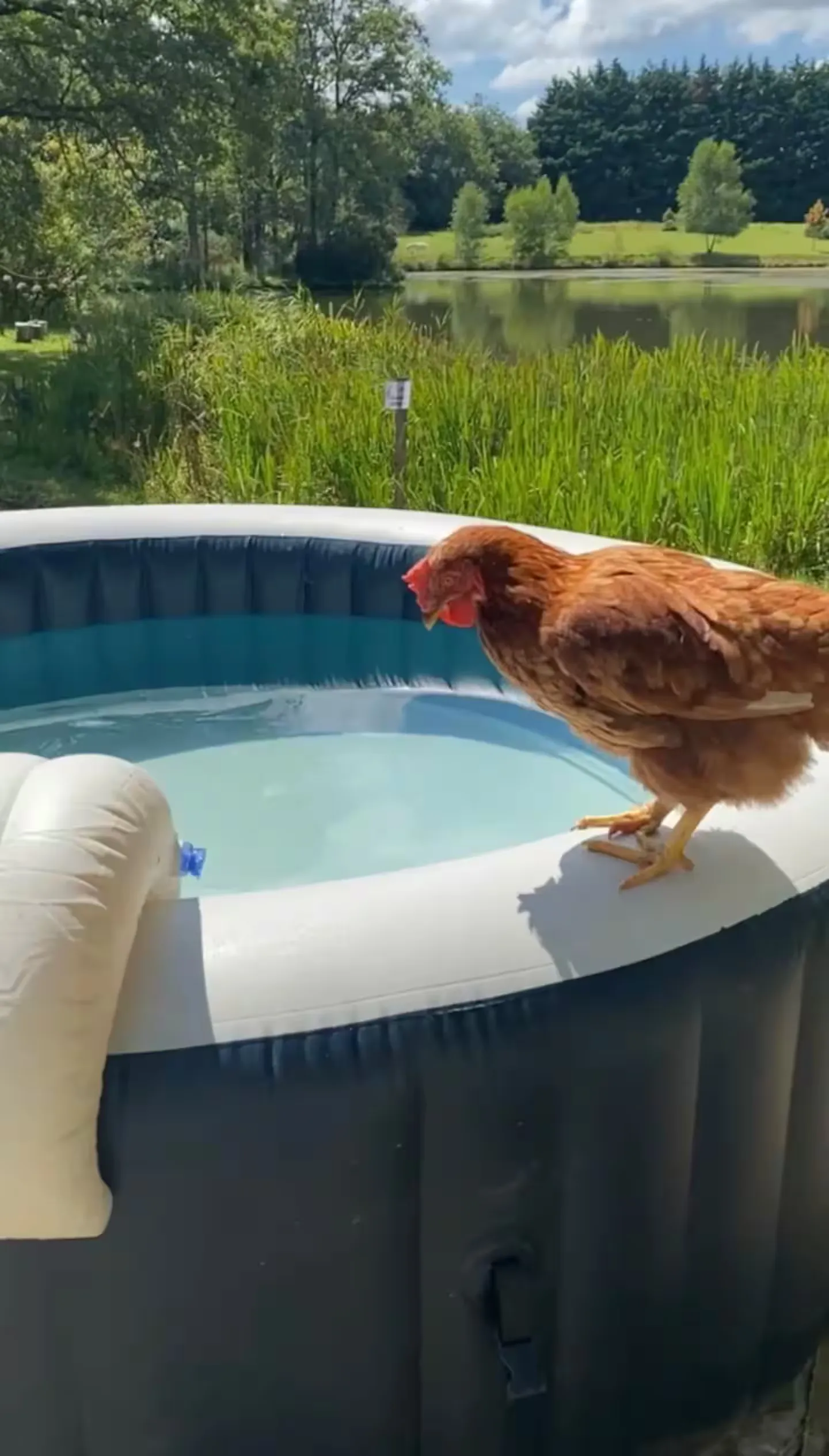 Location vacances à côté de Nantes, chalet 4 personnes au bord d'un étang privé avec des animaux