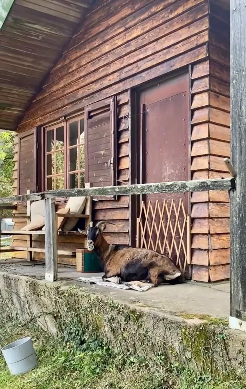 Location vacances à côté de Nantes, chalet 4 personnes au bord d'un étang privé avec des animaux