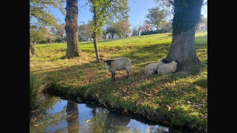Mobil home sur une propriété de 12ha avec deux étangs de 3.5ha en Bourgogne