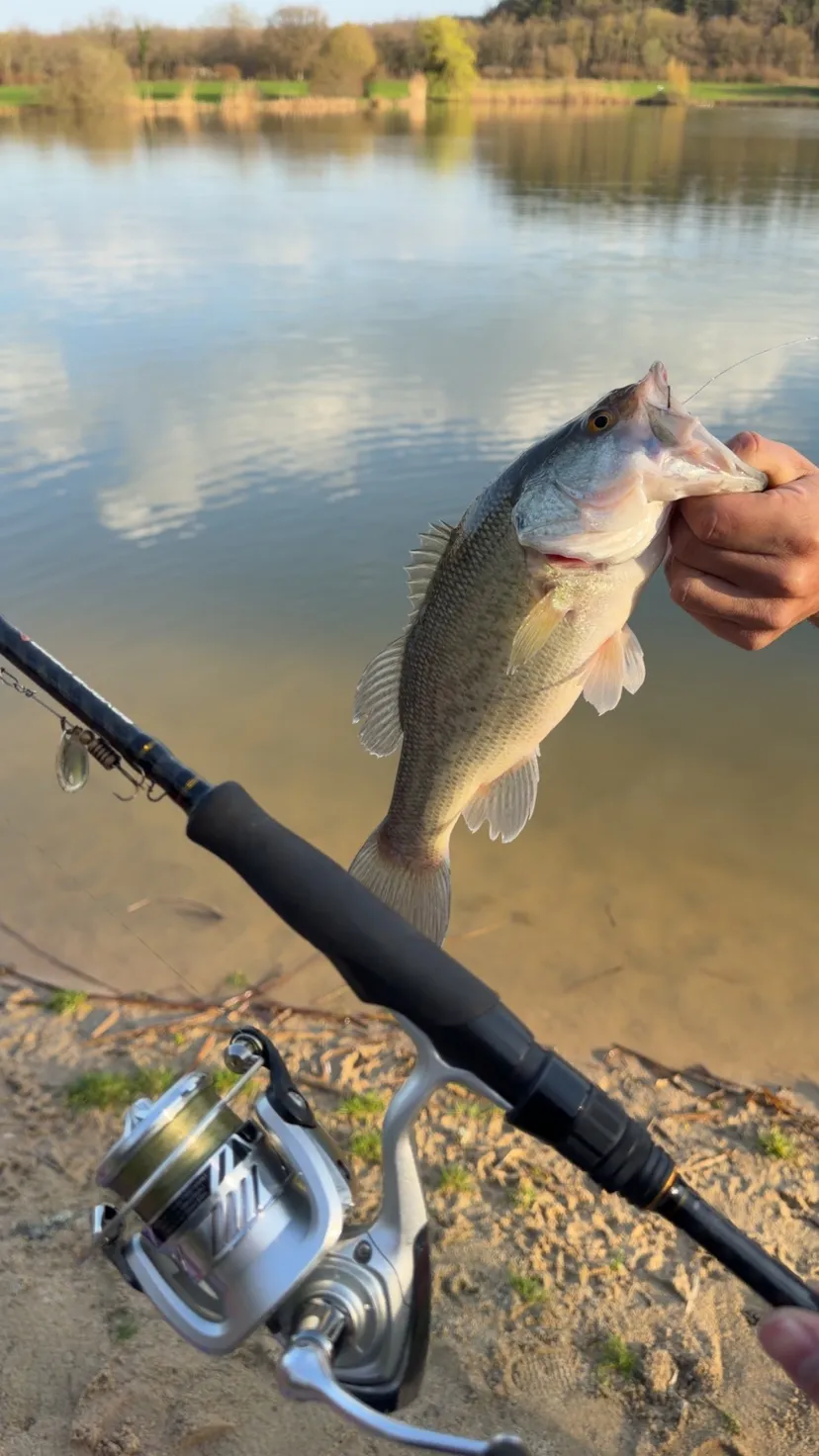 Pêche aux carnassiers en étang privé 2ha, Spot sauvage peu pêché (Centre-Val de Loire)