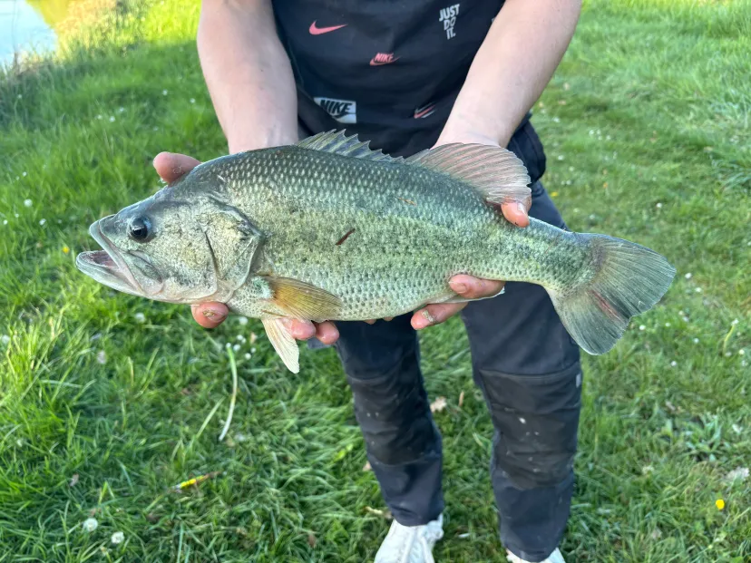 Pêche aux carnassiers en étang privé 2ha, Spot sauvage peu pêché (Centre-Val de Loire)