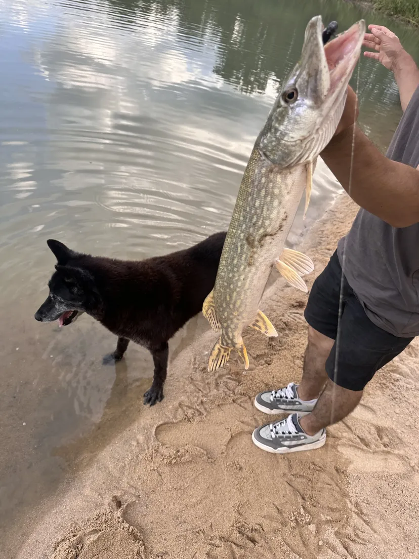 Pêche aux carnassiers en étang privé 2ha, Spot sauvage peu pêché (Centre-Val de Loire)
