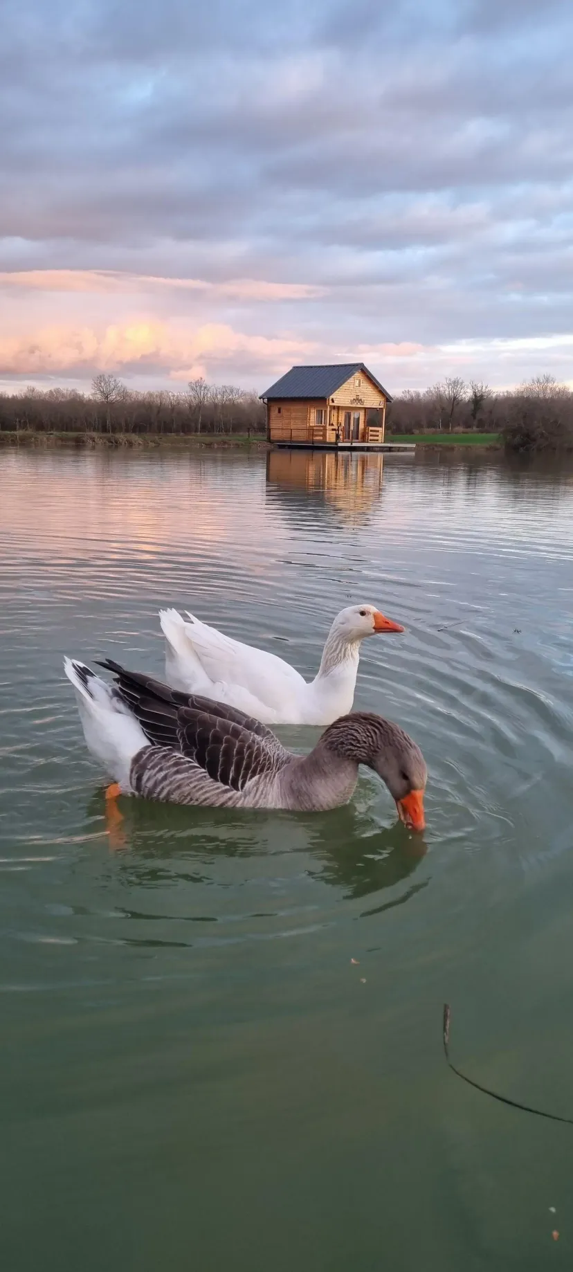 Chalet nature au bord de l’étang – Séjour détente