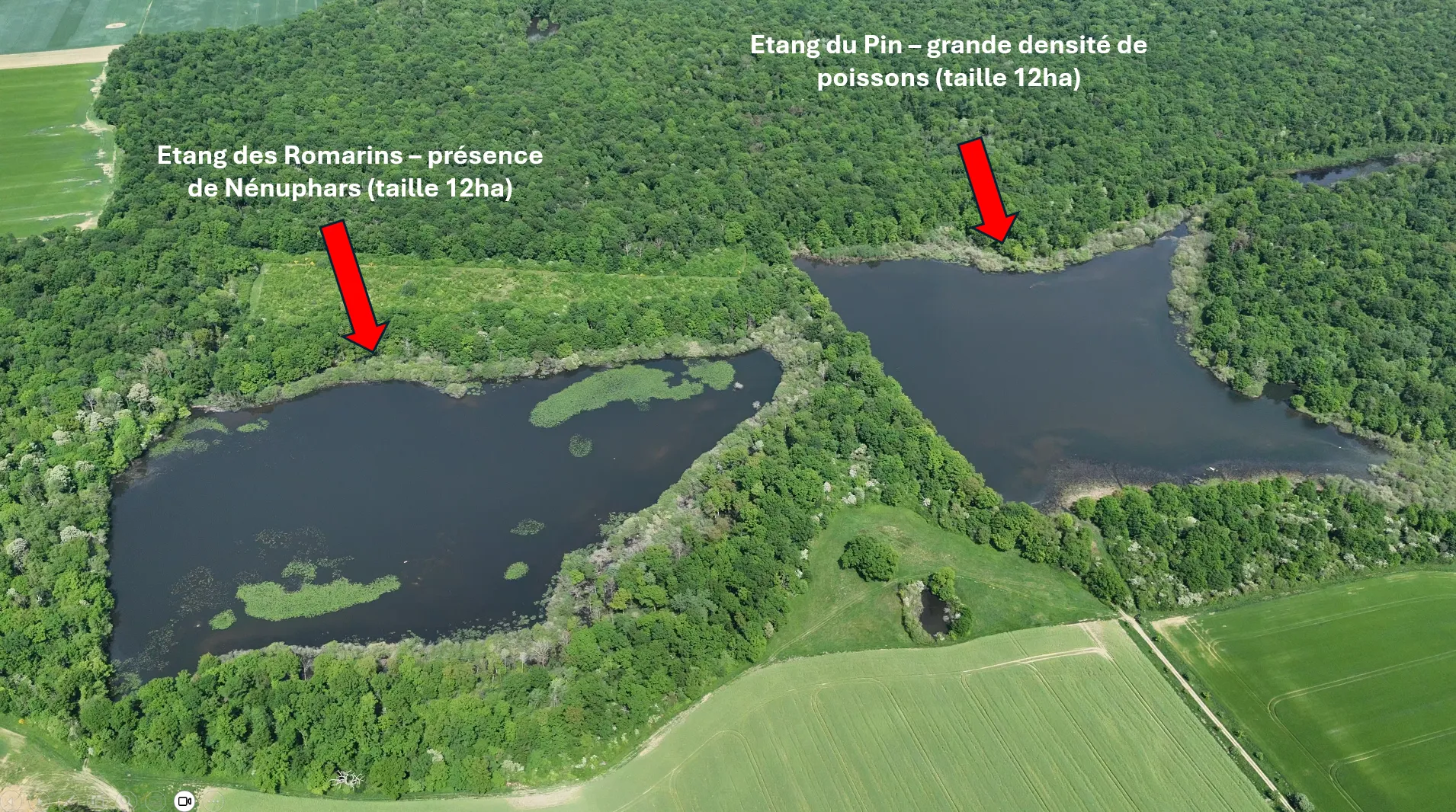 Location de l’étang du Pin de 12ha en privatisation pour un séjour de pêche à côté de Paris