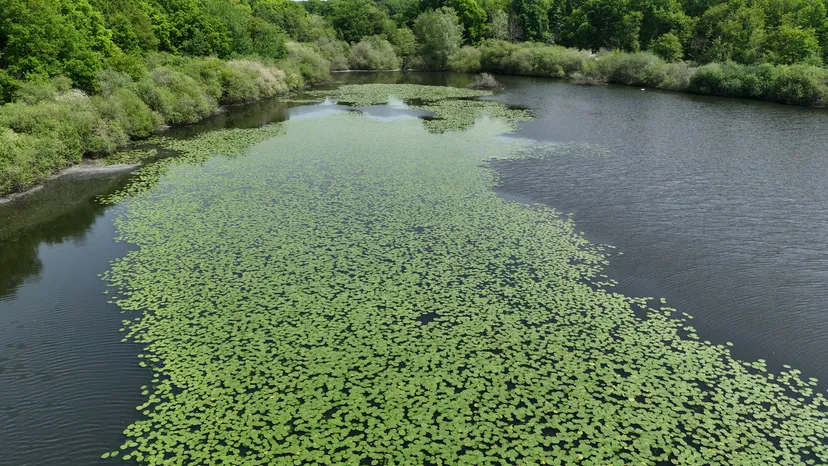 Rental of the cottage with the pond of Pin (Roselière) from 29.65 ac to 1h from Paris