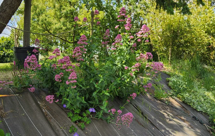 Organize your private or professional events on a comfortable plot with pond