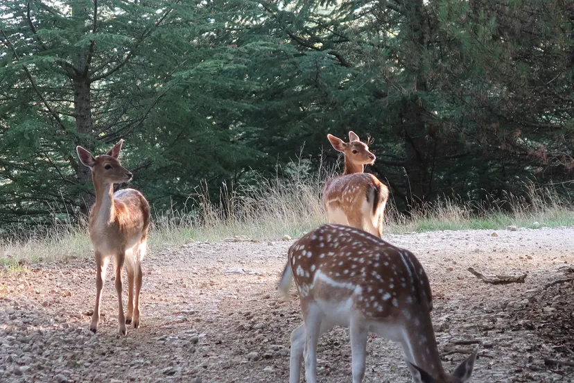 Séjour nature et pêche en famille en gîte sur un domaine sauvage de 300 ha