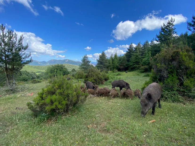 Chalet en bois et pêche au milieu des cerfs sur un domaine de 300 ha à 2h30 de Montpellier