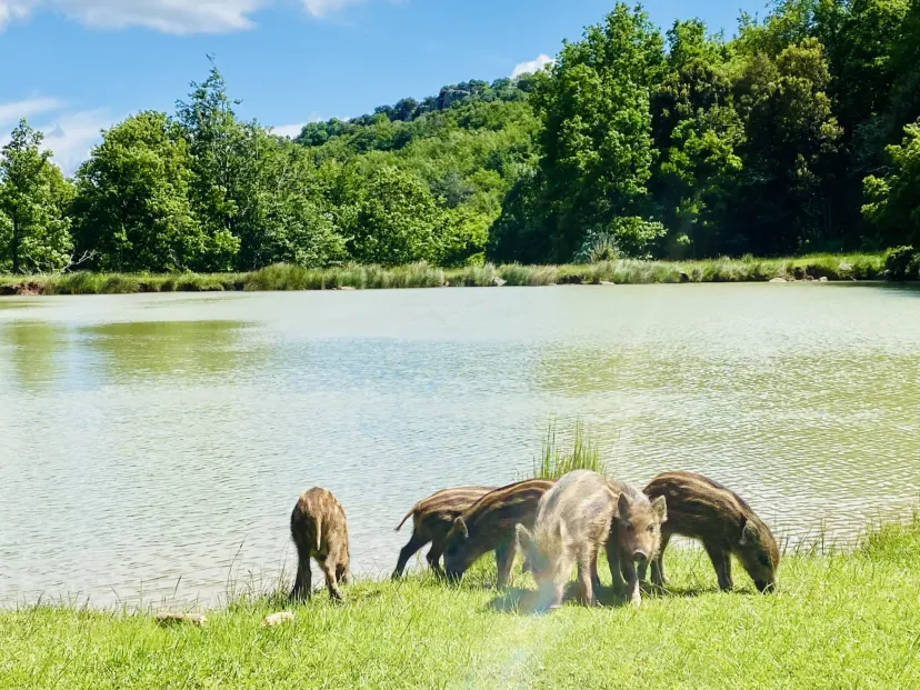 Gîte familial entouré d'animaux à 1h30 de carcassonne