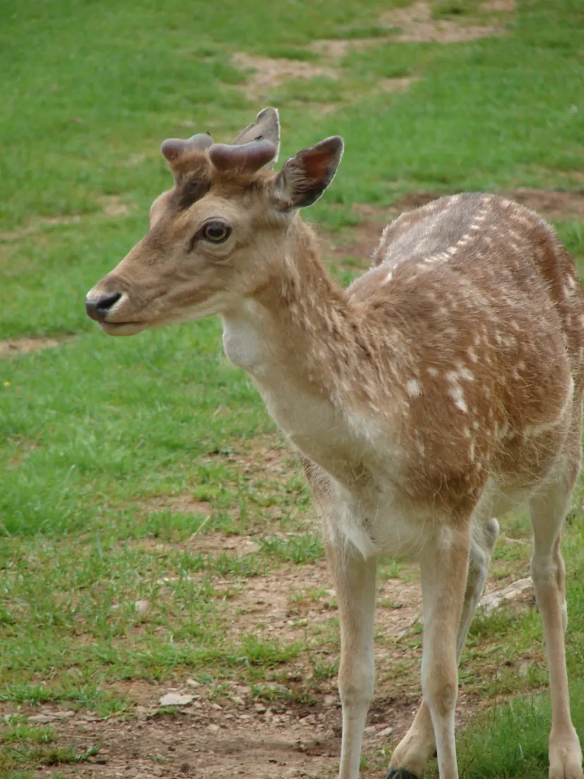 Gîte familial entouré d'animaux à 1h30 de carcassonne