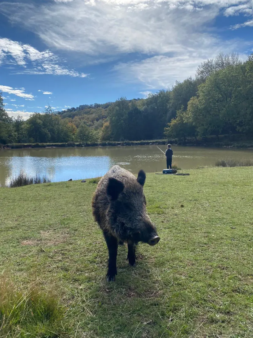 Gîte familial entouré d'animaux à 1h30 de carcassonne