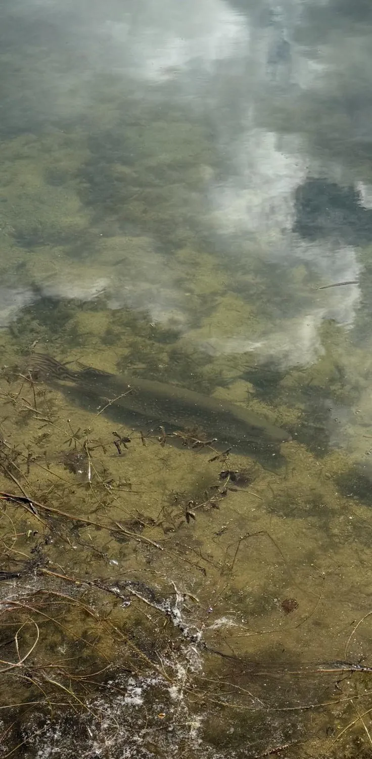 Geodetic bubble at the edge of a 5.44 ac private pond in Seine-et-Marne