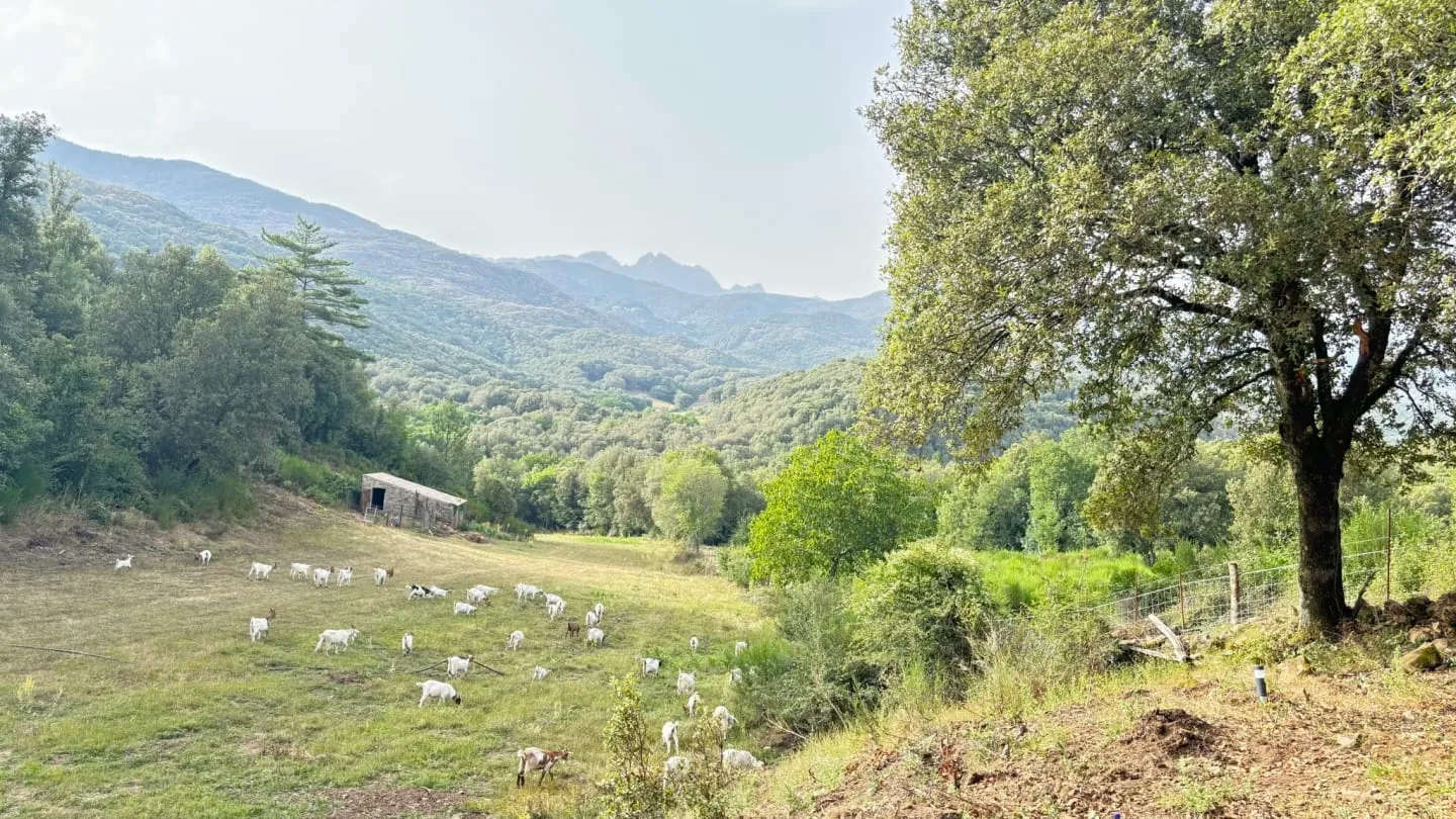 Lodge de charme en Corse du Sud, rivière sauvage proche de Ajaccio, chalet nature