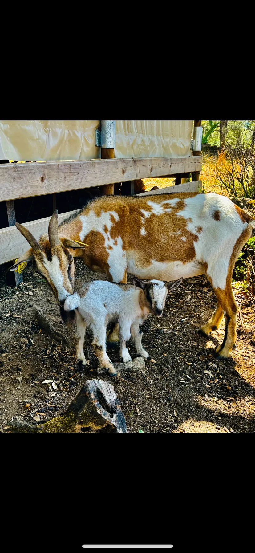 Gîte de pêche pour deux en corse-du-sud, rivière sauvage proche de ajaccio, chalet nature