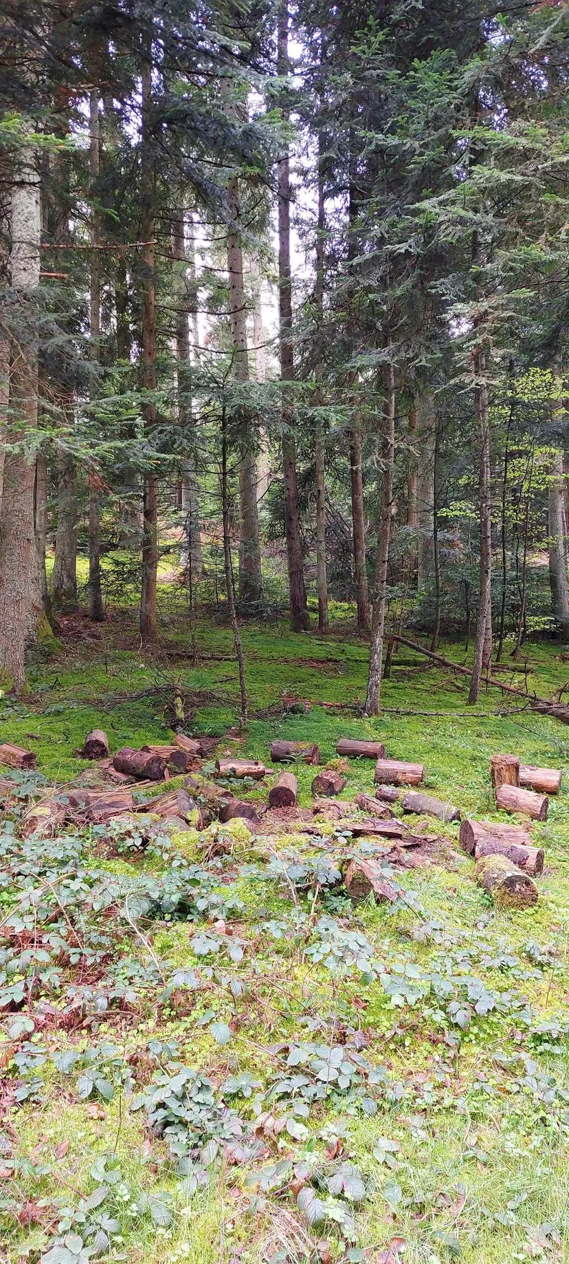 Séjour nature en roulotte et 3 étangs de pêche, proche de saint-étienne, étangs de montagne