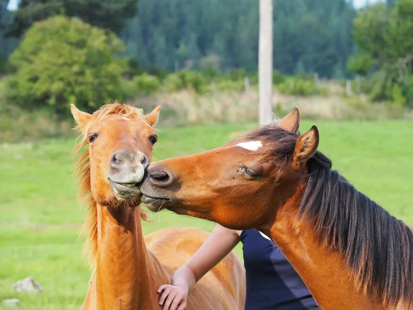 Esprit ranch et 3 étangs de pêche, proche de saint-étienne, étangs de montagne