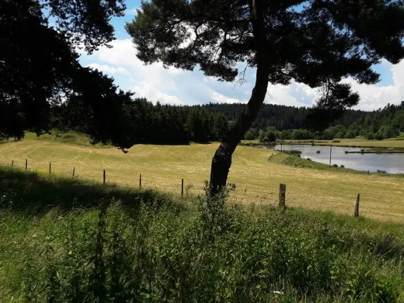 Gîte de Groupe avec 3 étangs pour un total de 0,8ha proche de Saint-Etienne