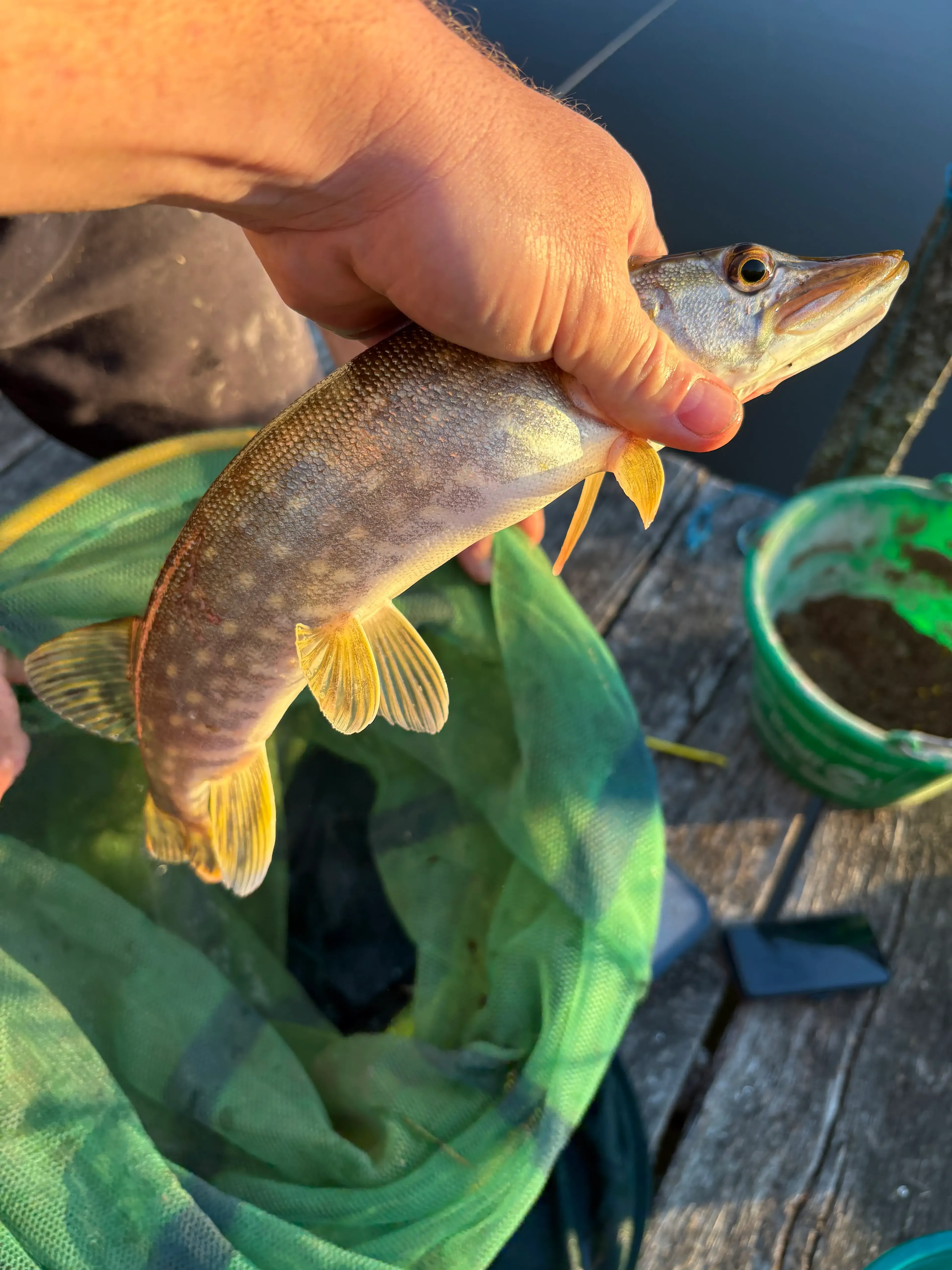 Pêche sur étang privé de 2 ha au cœur du Morvan avec chalet isolé et tipi à 1h30 de Dijon