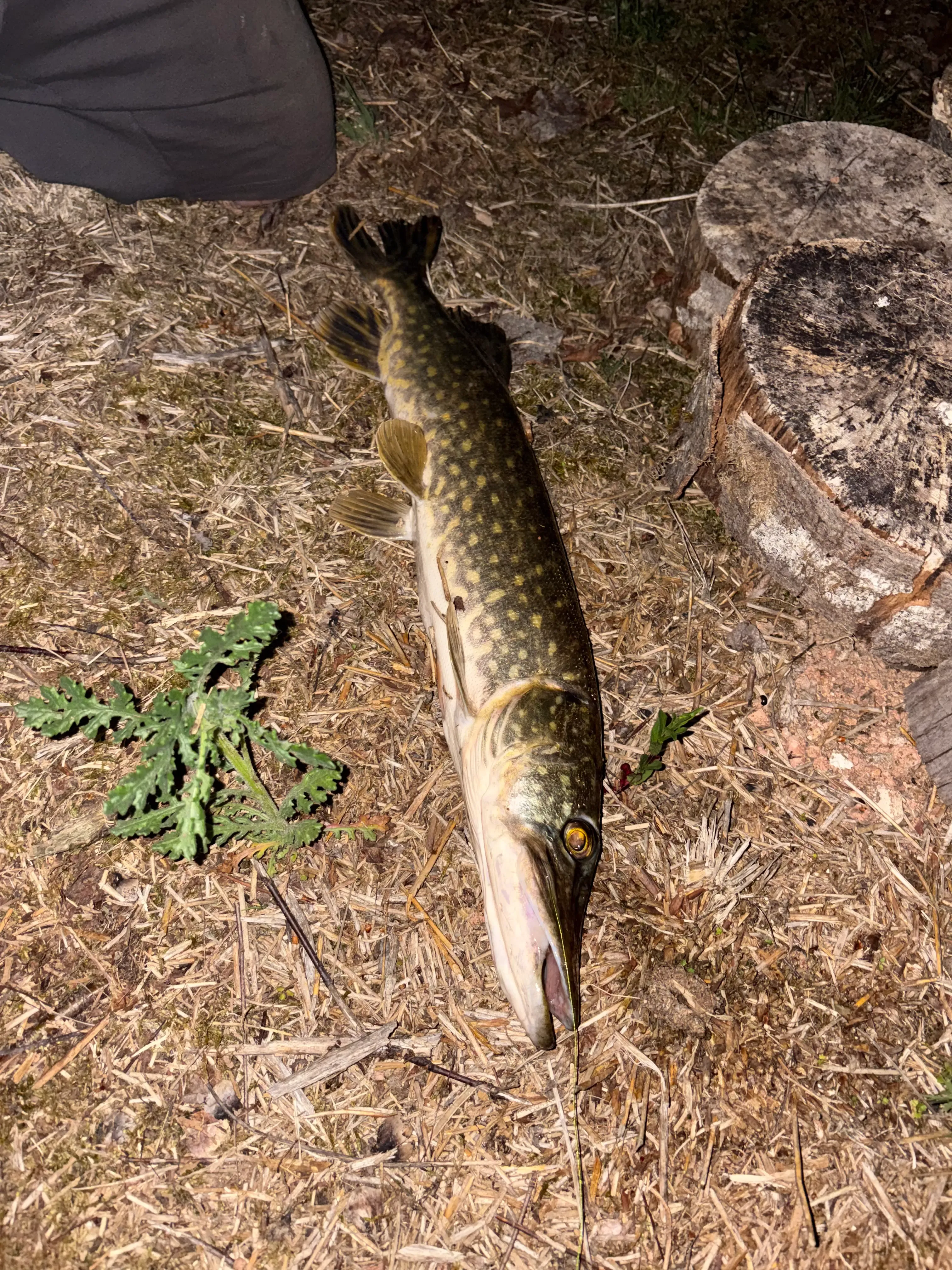 Pêche sur étang privé de 2 ha au cœur du Morvan avec chalet isolé et tipi à 1h30 de Dijon