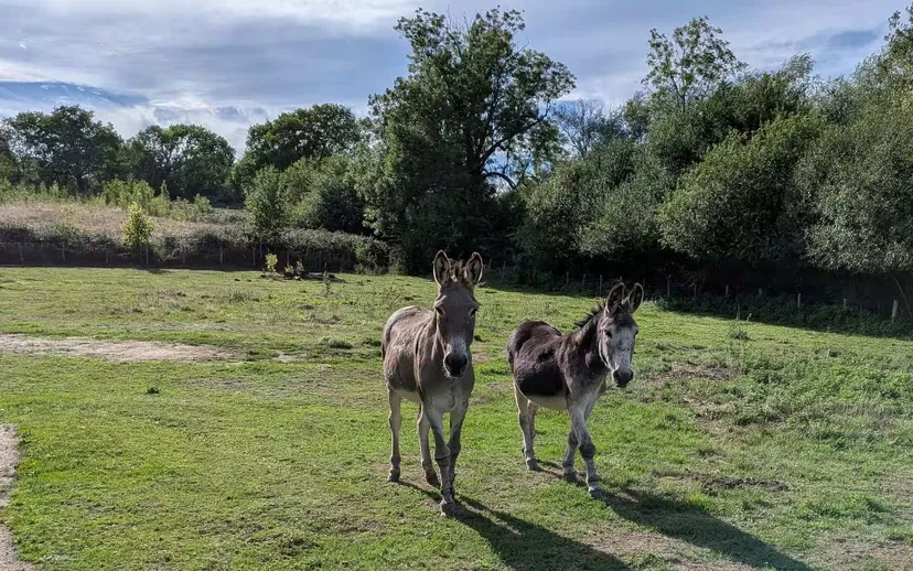 Gîte familial au bord d'un étang de 0,5ha en Auvergne