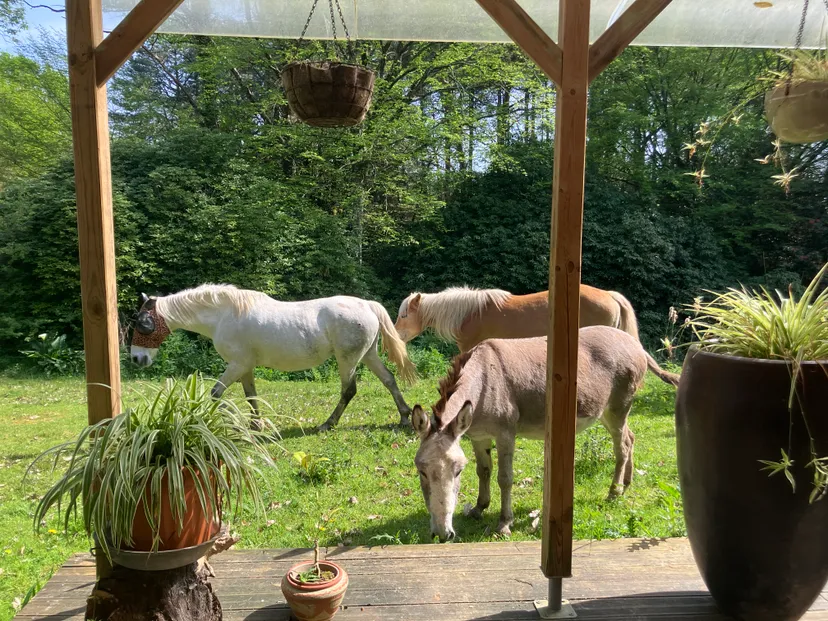 Bed and breakfast with private pond 2.47 ac in Broceliande – Brittany