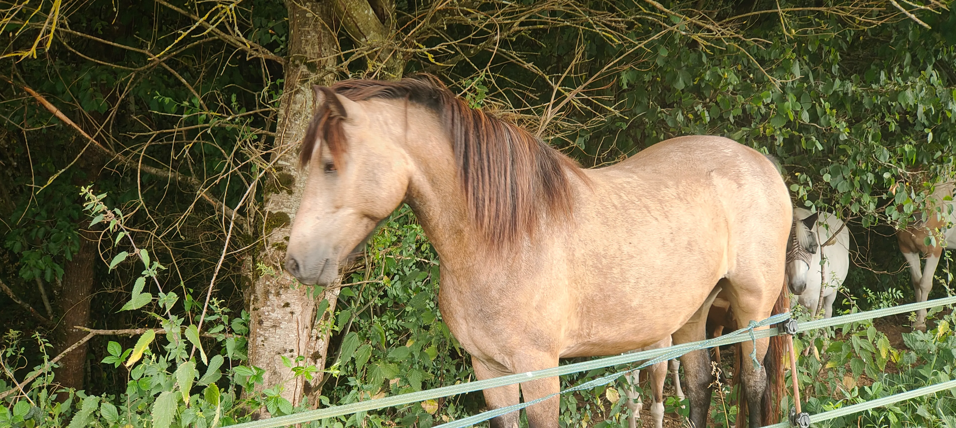 Gîte sur une propriété de 9 ha avec un étang sauvage (et SPA l’été)
