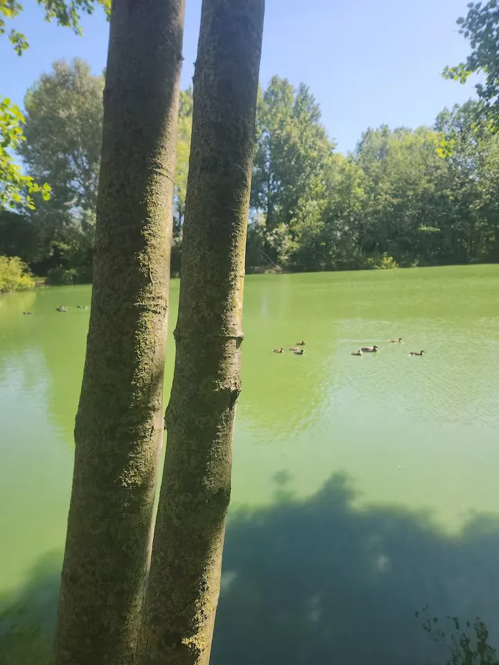 Chalet familial au bord d’un étang
