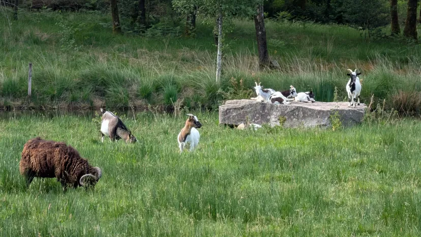 Plot on bare ground with 3.71 ac private pond in Bretagne