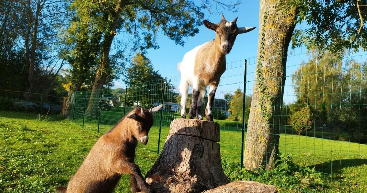 Gîte familiale avec accès à un étang privé proche d’Amiens