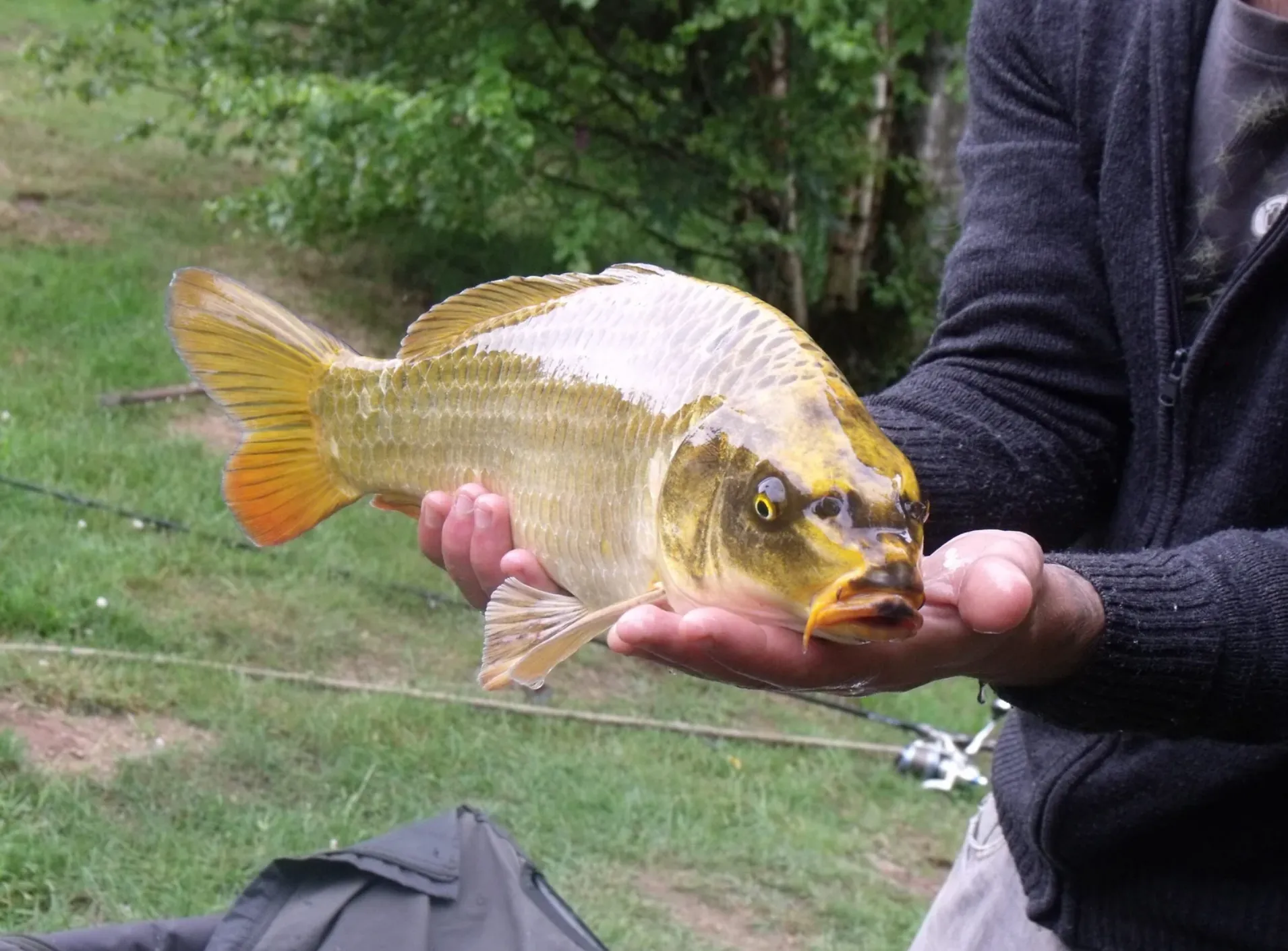 Chalet au bord d’un étang de 1.5 ha