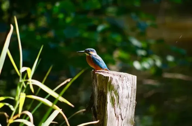 Loft sur une propriété privé avec son étang de pêche