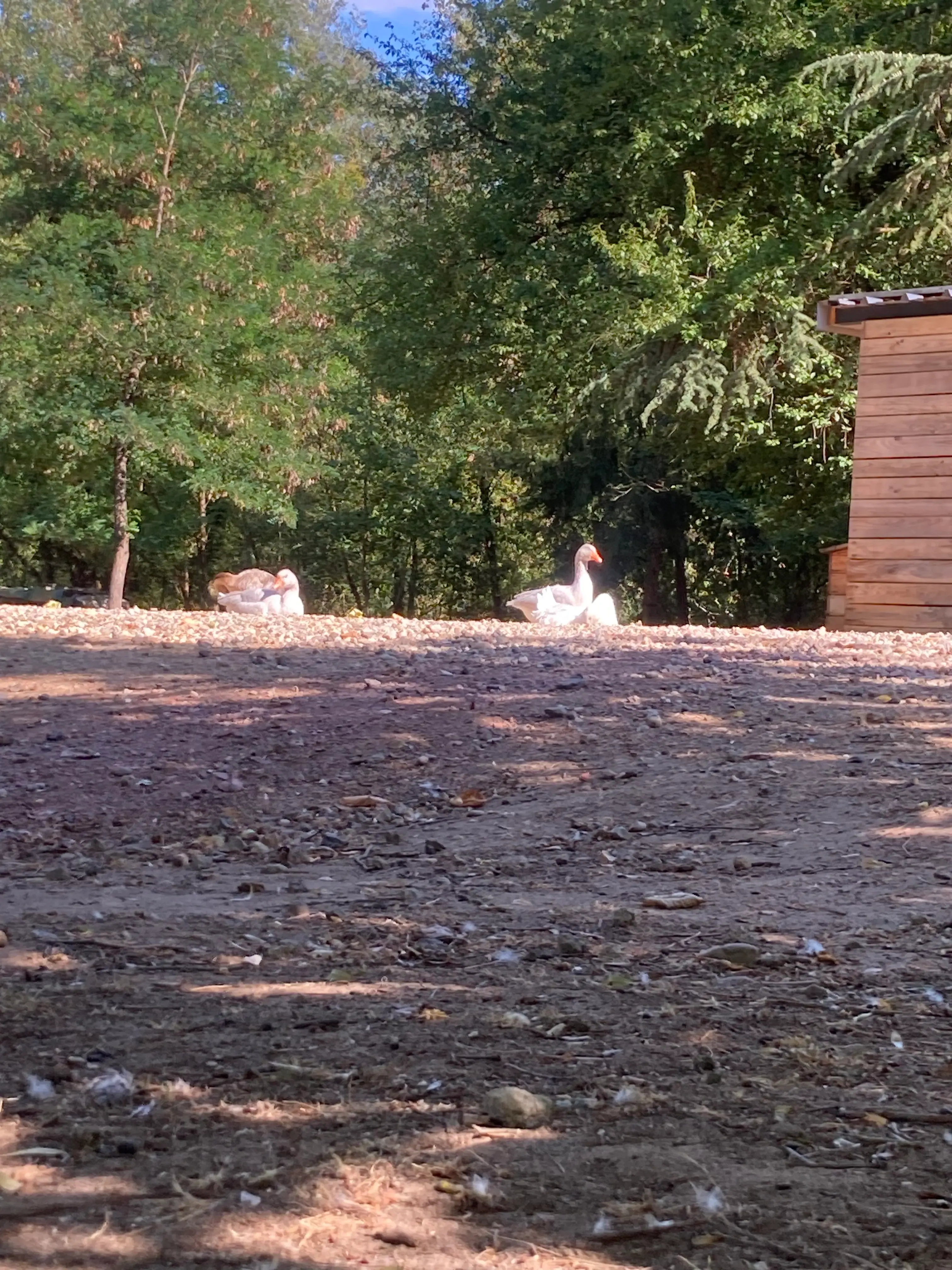 Cabane tout équipée et ses étangs de 4ha et 1ha
