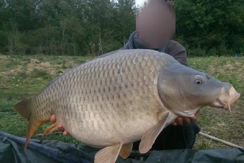 Private daily fishing pond near Sens – Yonne