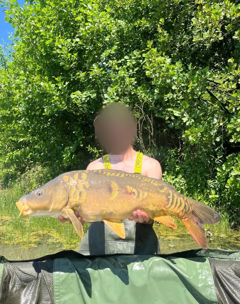 Private daily fishing pond near Sens – Yonne