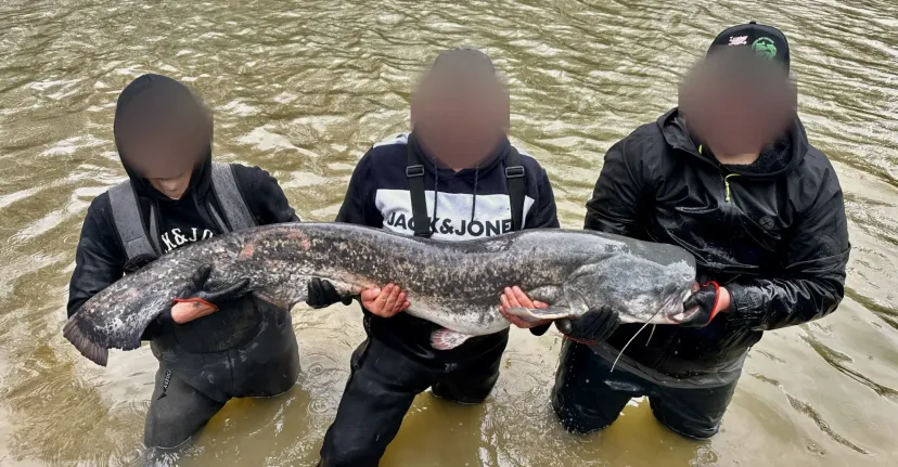 Silure fishing on a 1 hectare private pond near Mons (Belgium)