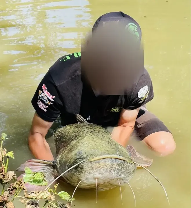 Silure fishing on a 1 hectare private pond near Mons (Belgium)