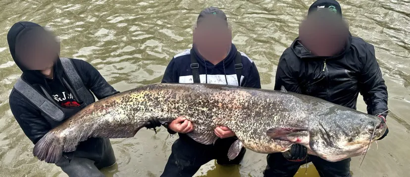 Silure fishing on a 1 hectare private pond near Mons (Belgium)