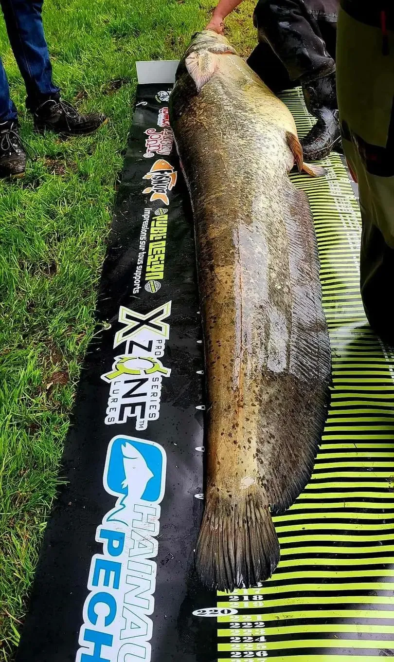 Silure fishing on a 1 hectare private pond near Mons (Belgium)