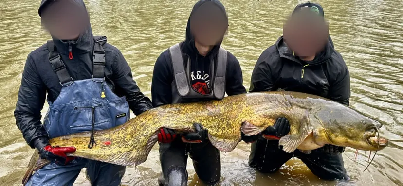 Silure fishing on a 1 hectare private pond near Mons (Belgium)