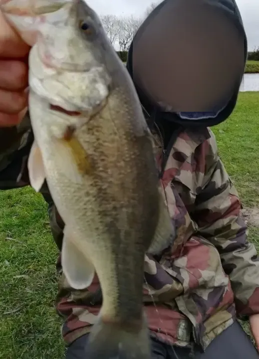 Private pond dedicated to Black Bass – Day fishing near Valenciennes